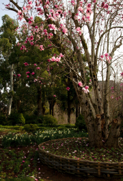Flower trees in botanical garden