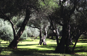 olijvenboomgaard