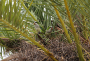 papegaaien in palmboom